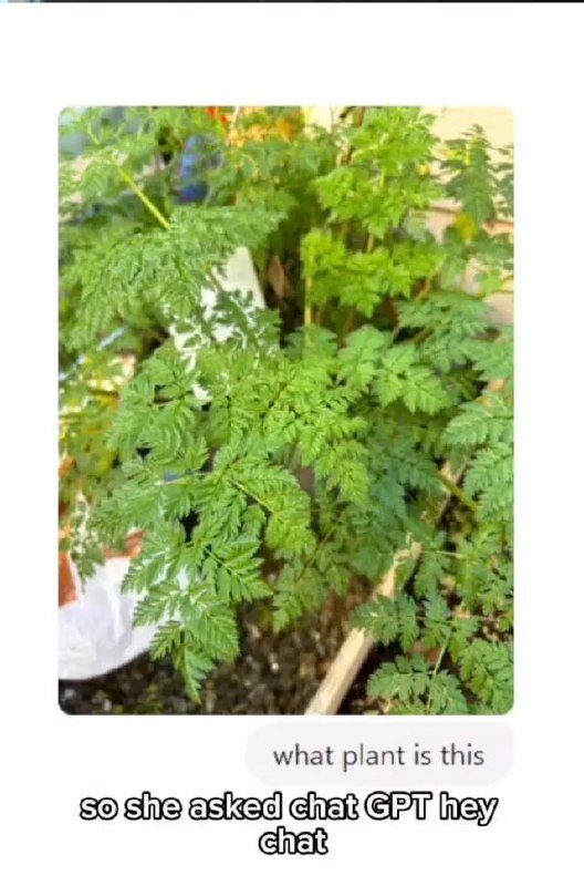 Фото 1 из 1